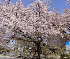 Erotic Escort Massage – Today's photo of Yuka(28) Photo2666676