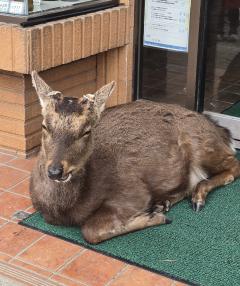 Erotic Escort Massage – Today's photo of Nell(30) Photo3349963