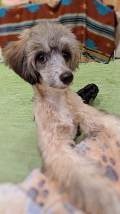 Erotic Escort Massage – Today's photo of Miya(24) Photo1779934