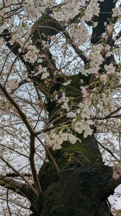 Erotic Escort Massage – Today's photo of Miya(24) Photo5191254