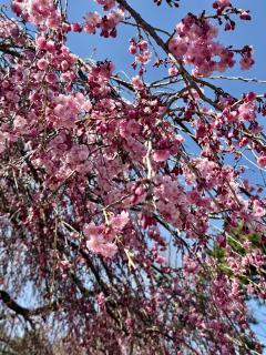 Erotic Escort Massage – Today's photo of Milla(32) Photo5289284