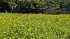 Erotic Escort Massage – Today's photo of Miya(24) Photo717022