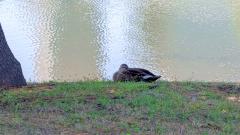 Erotic Escort Massage – Today's photo of Miya(24) Photo997578