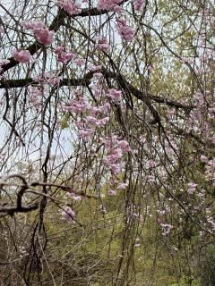 Erotic Escort Massage – Today's photo of Mai(29) Photo486685