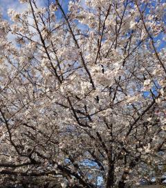 Erotic Escort Massage – Today's photo of Mai(29) Photo605167