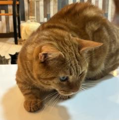 Erotic Escort Massage - Today's photo of Akane(23) Photo2773245